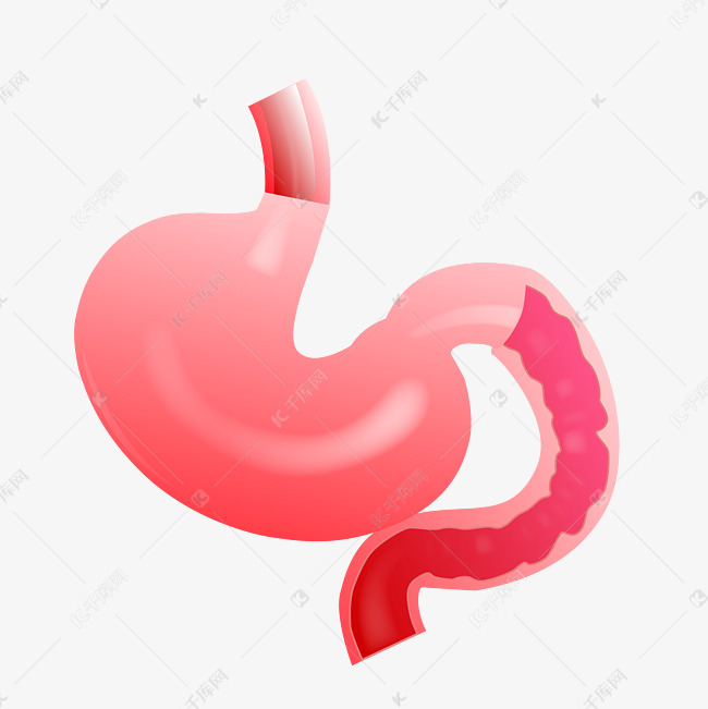 红色的胃蠕动
