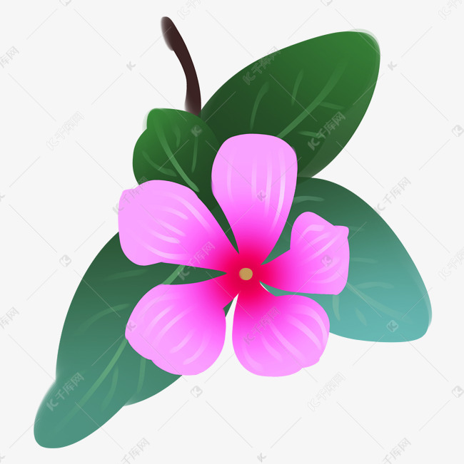 粉色五叶梅植物