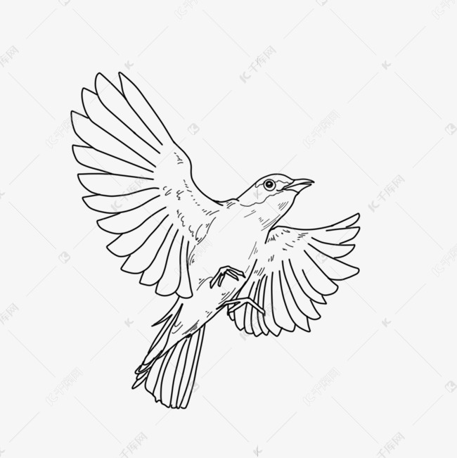 线描动物飞鸟