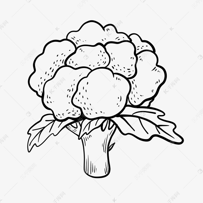 简约线条风西蓝花