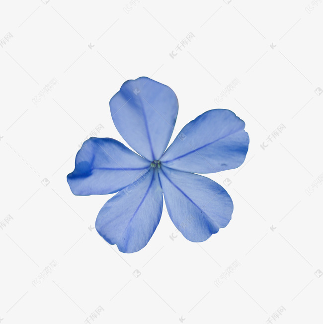 文艺清新蓝色五瓣花