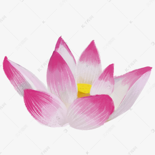 漂亮的莲花免抠图
