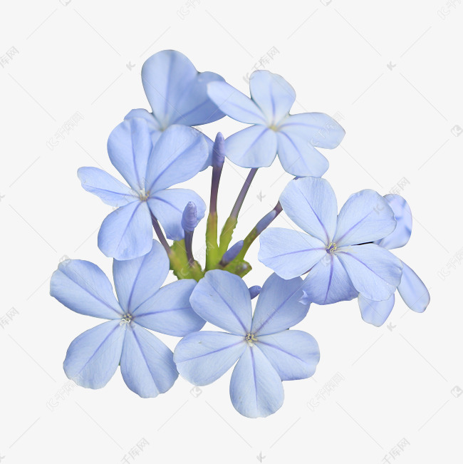 蓝色鲜花素材图片免费下载-千库网