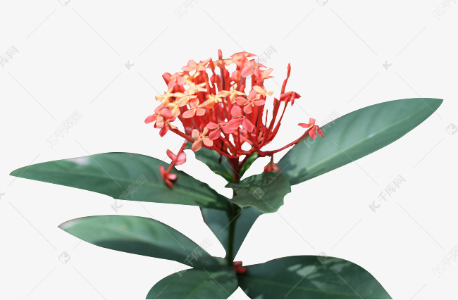 一朵野生龙船花素材图片免费下载-千库网