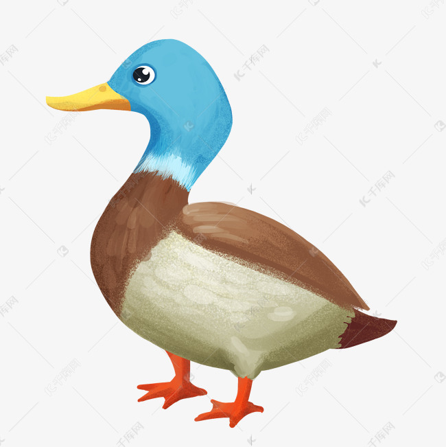 野鸭鸭子家禽动物