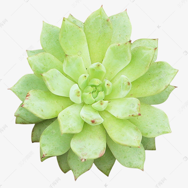 静夜多肉植物素材图片免费下载 高清免抠摄影psd 千库网 图片编号