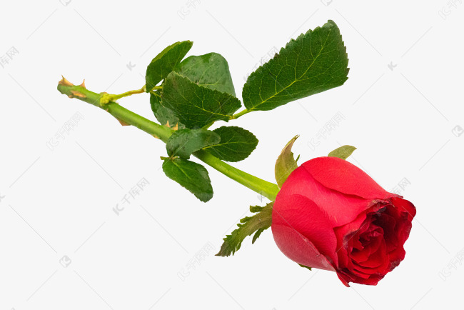 红色玫瑰花花枝