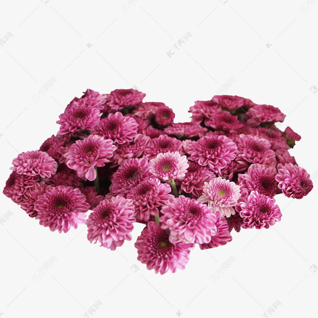 粉色非洲菊素材图片免费下载 高清免抠摄影psd 千库网 图片编号