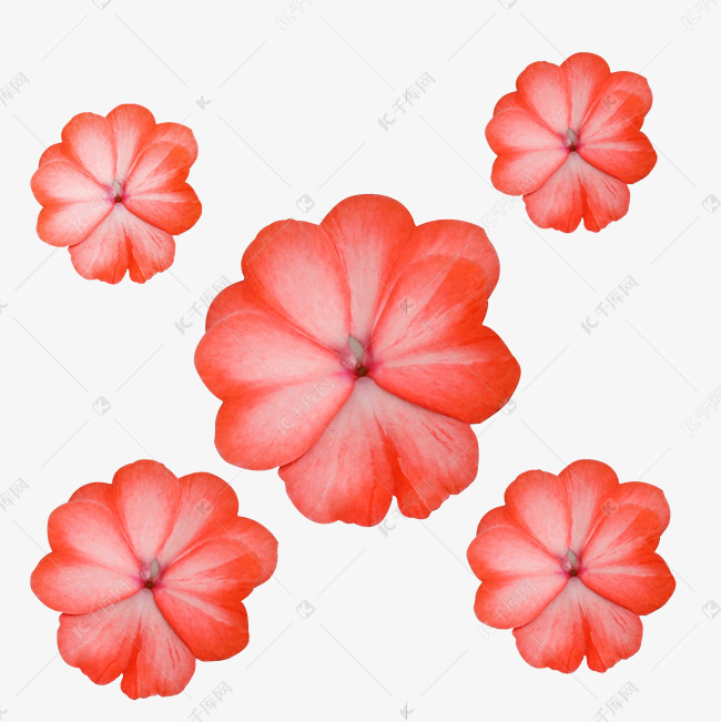 苏丹凤仙花