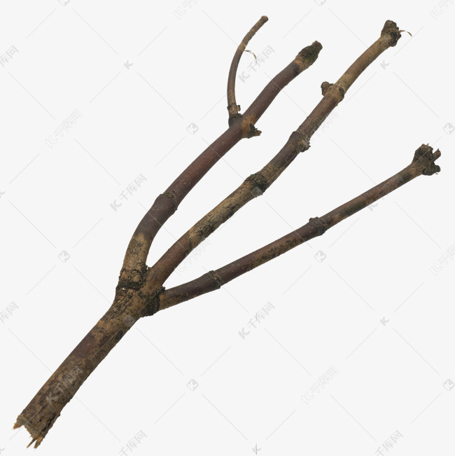 三根树枝枝干