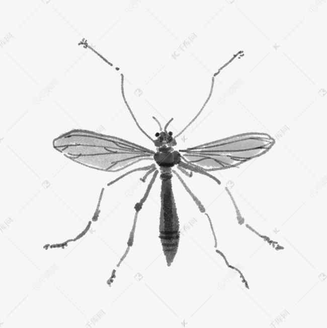 水墨水彩中国风蚊子