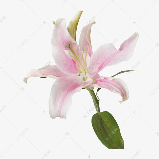 一枝香水百合花素材图片免费下载 高清免抠摄影psd 千库网 图片编号