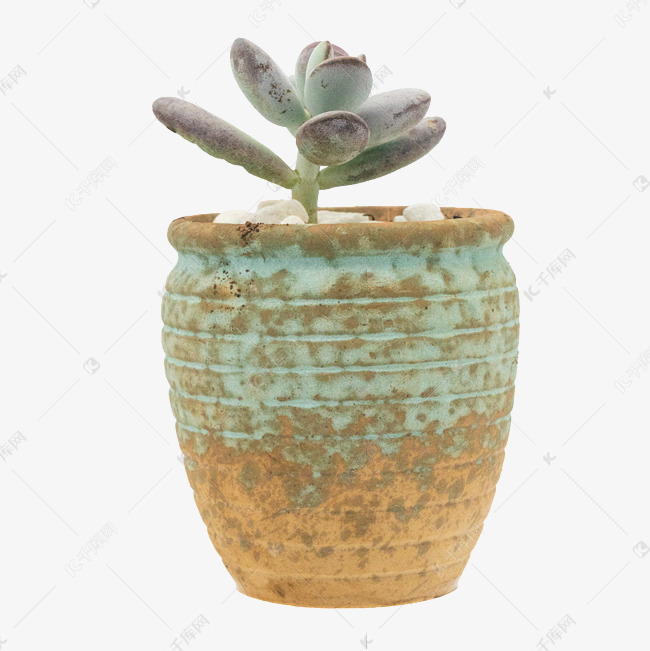 观赏多肉植物八千代素材图片免费下载 高清免抠摄影psd 千库网 图片编号