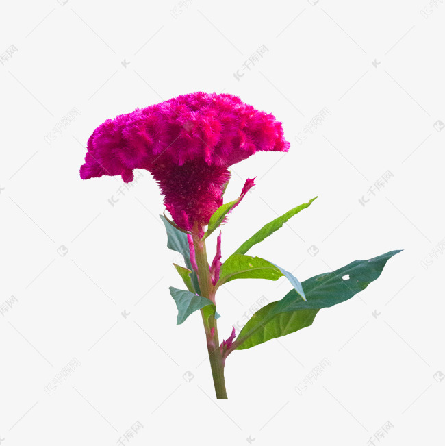 一支鸡冠花素材图片免费下载-千库网