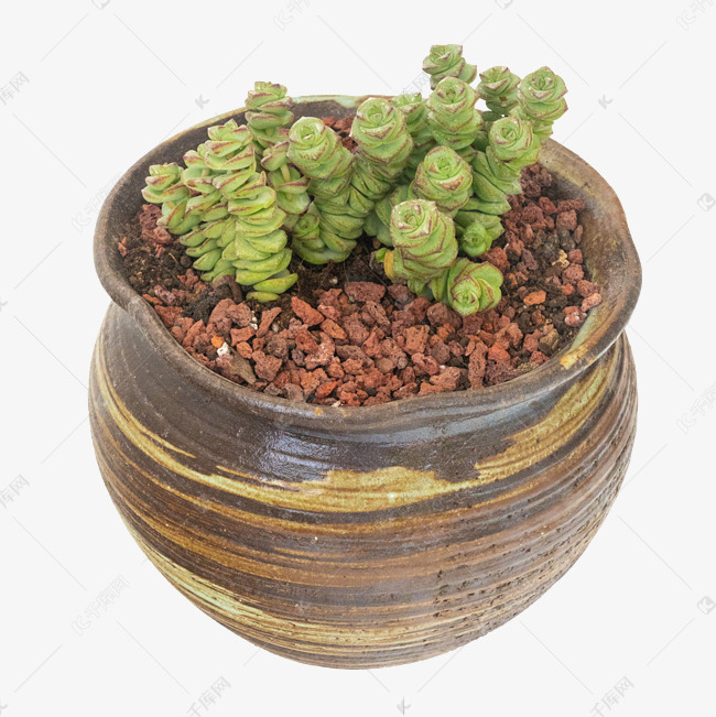 盆栽多肉植物星乙女素材图片免费下载 高清免抠摄影psd 千库网 图片编号 盆栽多肉植物星乙女素材图片免费下载 高清免抠摄影psd 千库网 图片编号