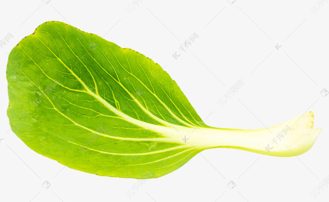 绿色油菜菜叶