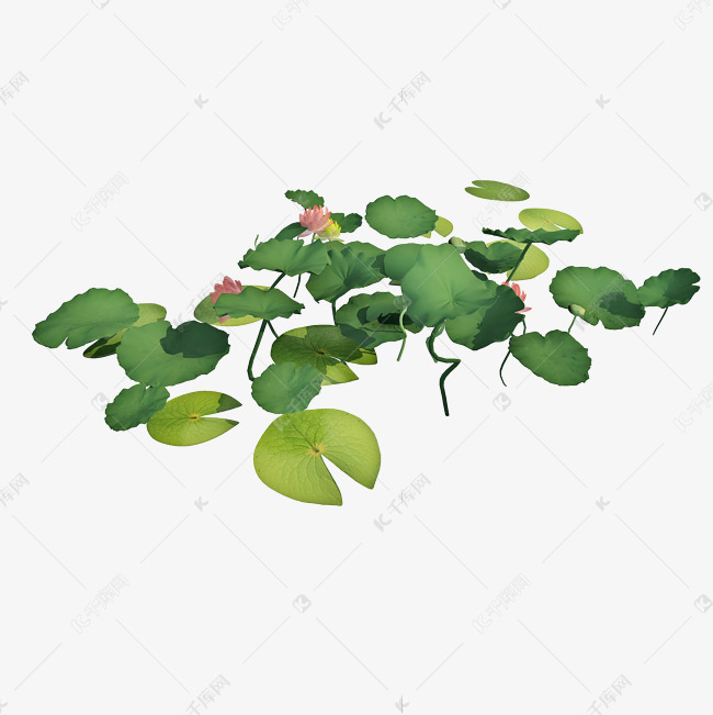 立体荷花荷叶png图