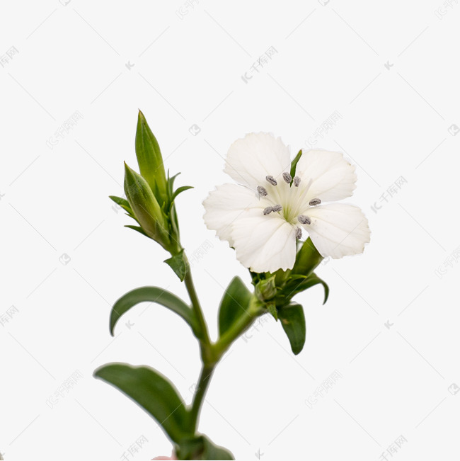 石竹梅相思梅白色