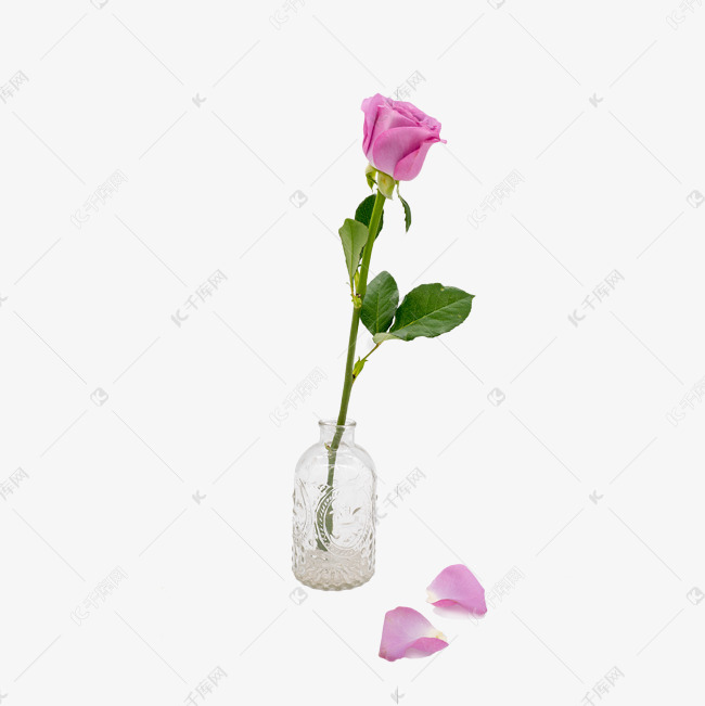 透明花瓶和玫瑰花素材图片免费下载 高清免抠摄影psd 千库网 图片编号