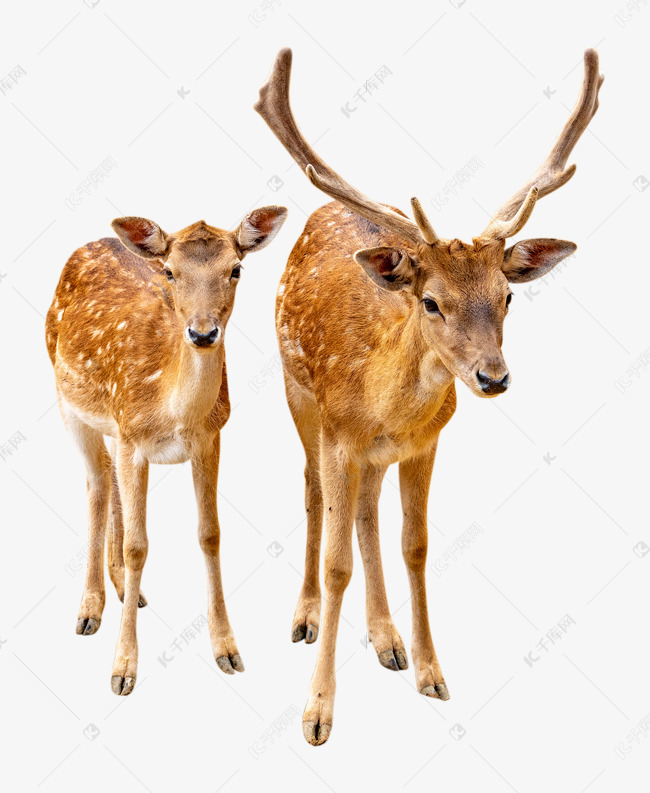 野生动物公母鹿