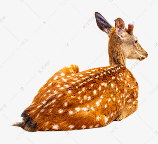 棕色花纹梅花鹿