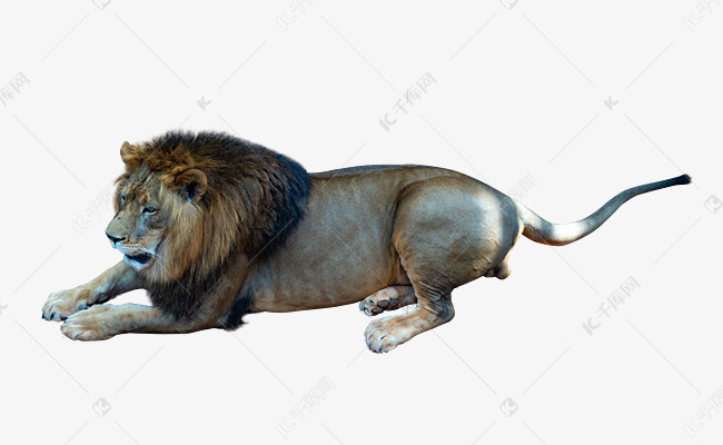 趴着凶猛狮子