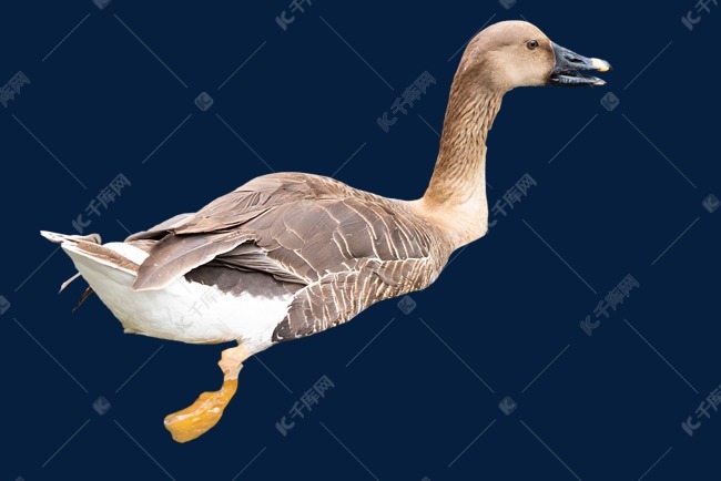 奔跑的鸭子实物