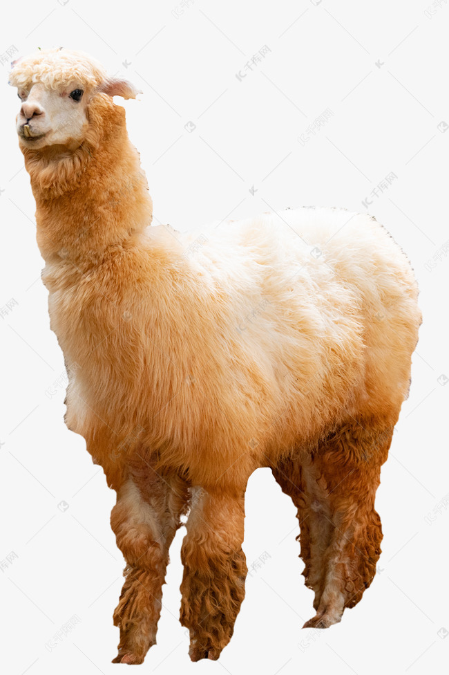 动物羊驼素材图片免费下载-千库网