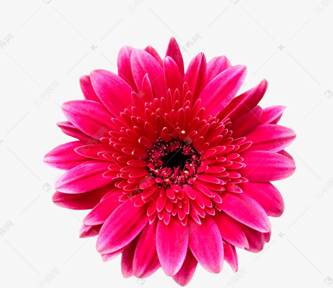 玫红色非洲菊