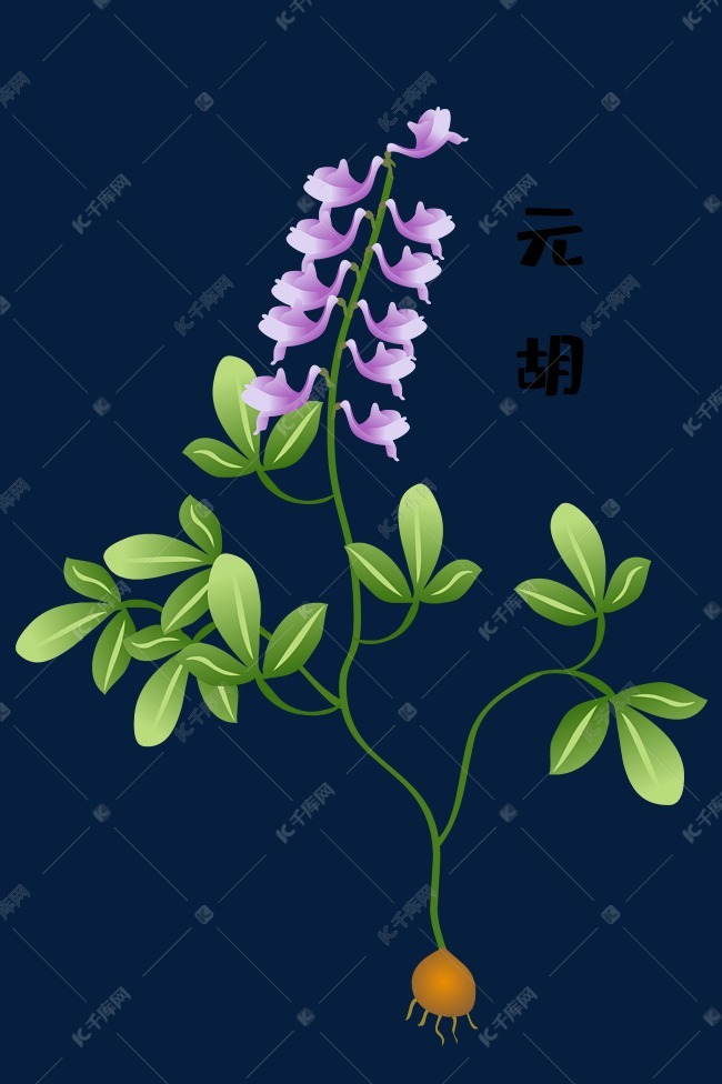 中草药元胡药材