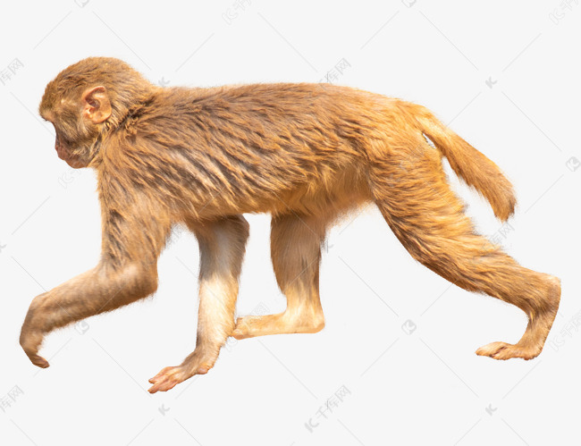 走路猕猴