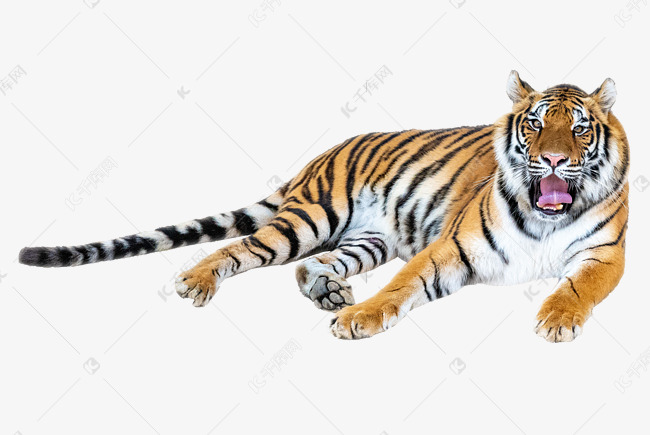 趴着孟加拉虎素材图片免费下载 高清免抠摄影psd 千库网 图片编号