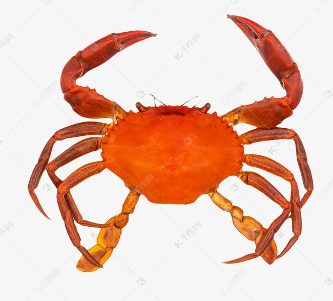 整只螃蟹壳