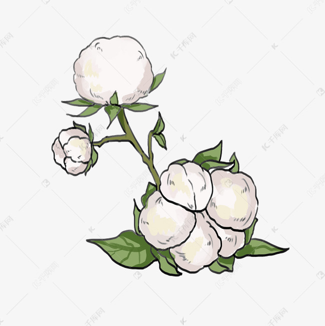 棉花手绘装饰插画