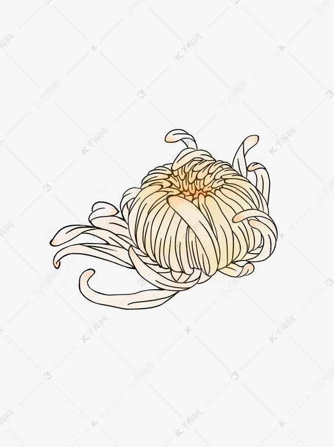 手绘菊花待放花苞商用元素