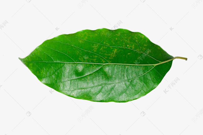阴香叶片