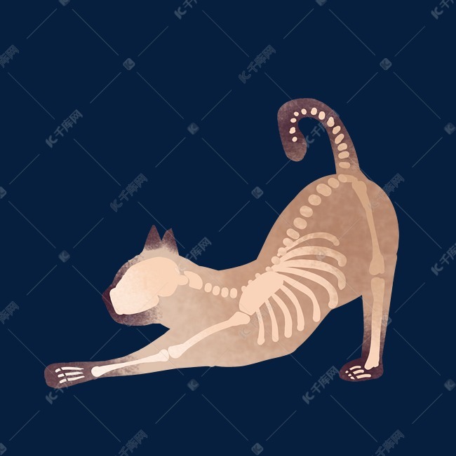猫咪骨骼结构