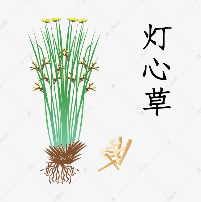 矢量中药灯心草