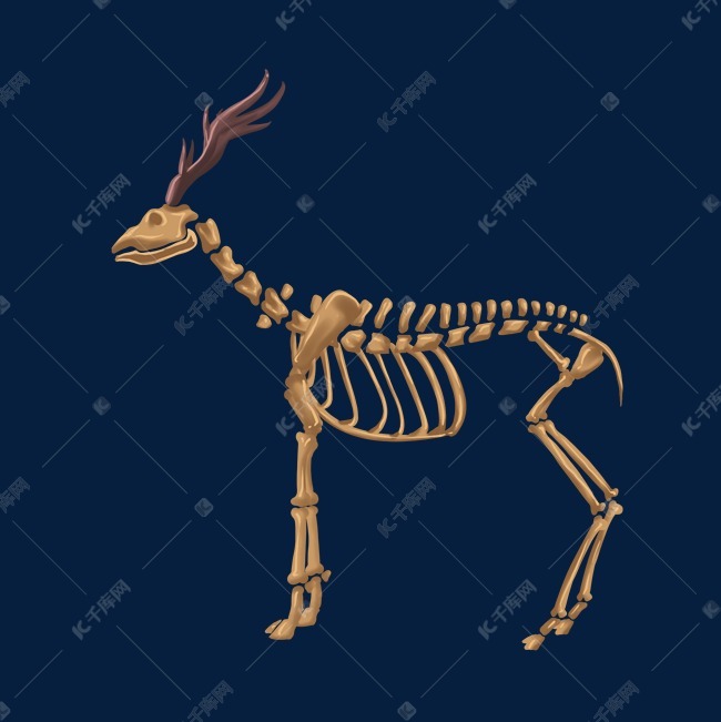 羚羊骨骼骨架结构