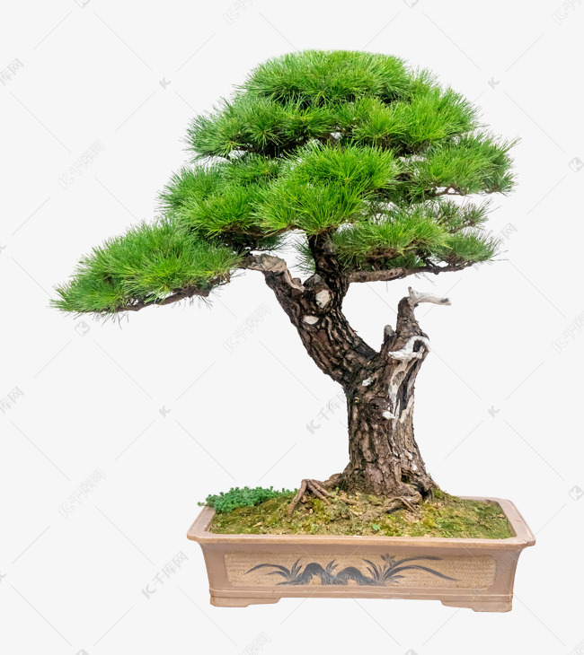 盆景摆件素材图片免费下载-千库网