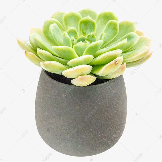 多肉花盆素材图片免费下载-千库网