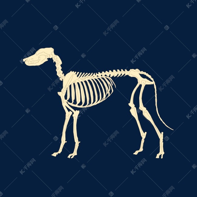 爬行动物骨骼