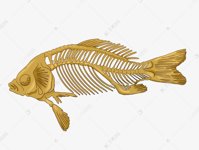 软骨鱼骨骼图片