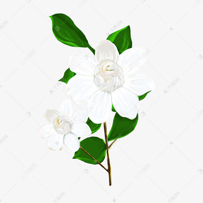 高质量手绘白色茉莉