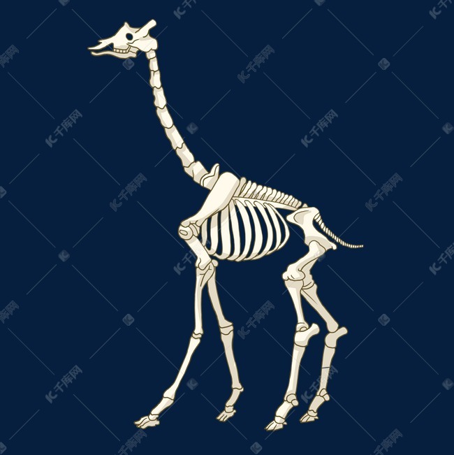 大型长颈鹿骨骼