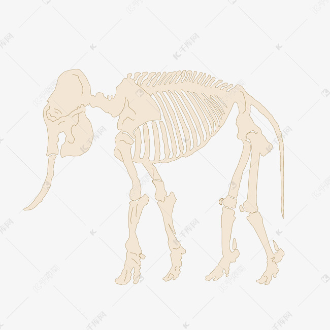 大象骨头简笔画图片