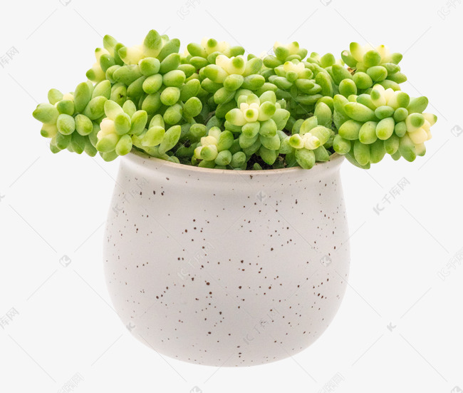 绿植多肉盆栽素材图片免费下载-千库网