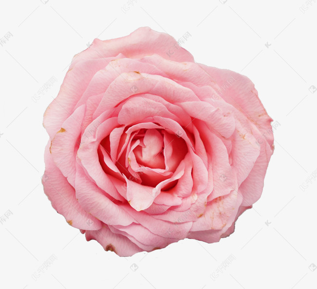粉色玫瑰花花朵素材图片免费下载-千库网