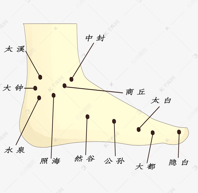 足内侧足部穴位图