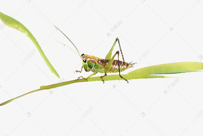 水彩画绿叶上的蝈蝈